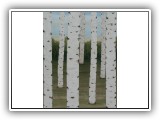 Birch Forest 56 - 44x56