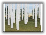 Birch Forest 66 - 48x36
