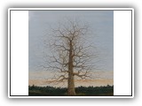Winter Tree 17 - 60x60