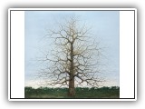 Winter Tree 19 - 64x58